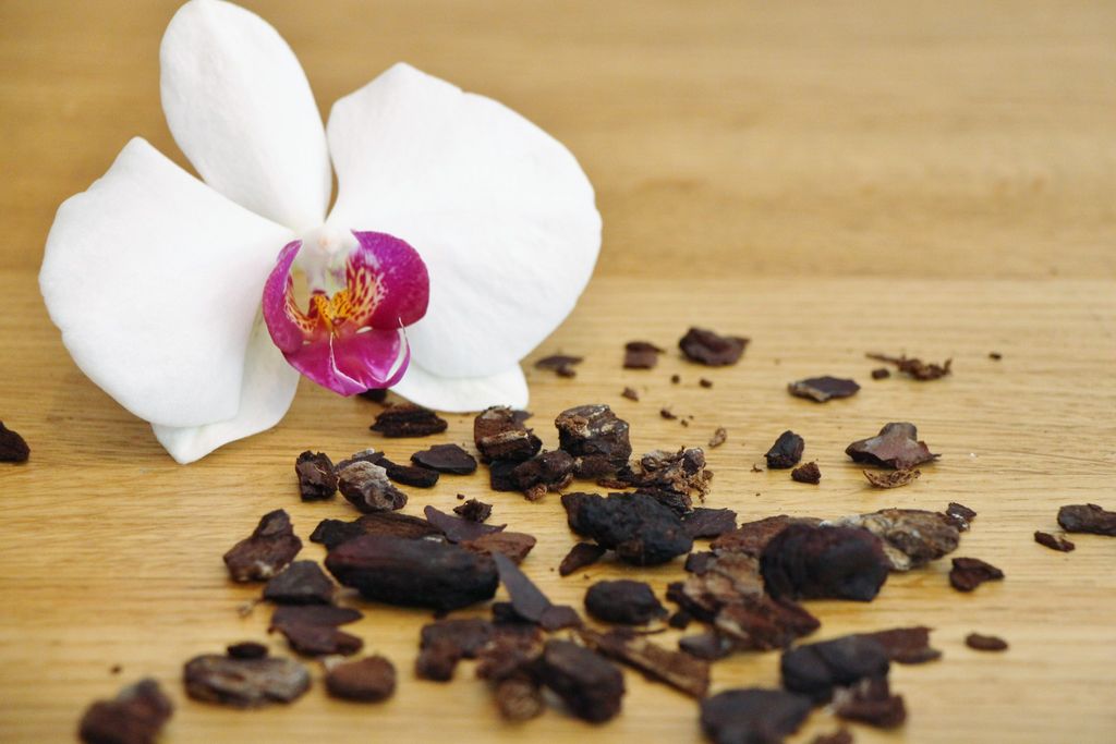 Orkide tips: Mister orkideen din blomsterknopper? Blir røttene tørre, eller vil den ikke blomstre igjen? Her er 7 grunner til at orkideen ikke trives.