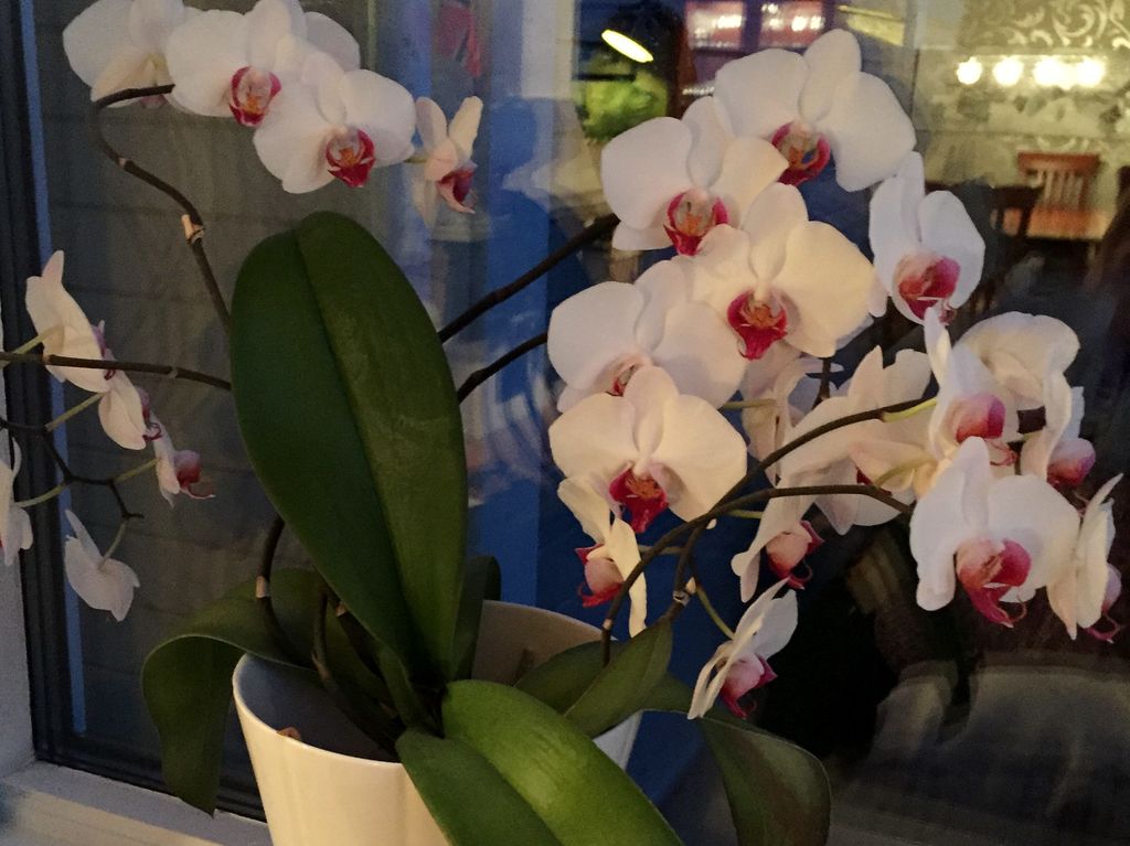 Orkide tips: Mister orkideen din blomsterknopper? Blir røttene tørre, eller vil den ikke blomstre igjen? Her er 7 grunner til at orkideen ikke trives.