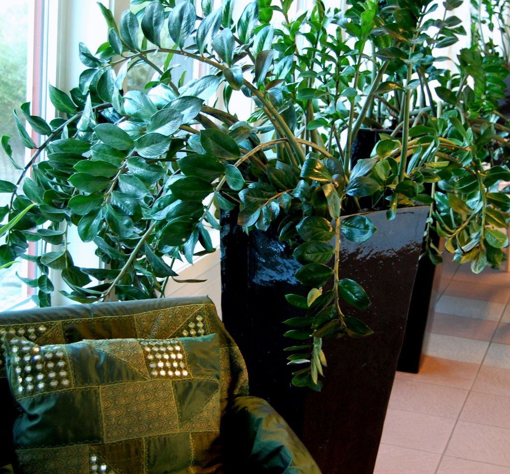 I vinduer som vender mot nord er lystilgangen begrenset. Her er planter som kan klare seg med lite sol, og likevel beholde et sunt og friskt utseende.