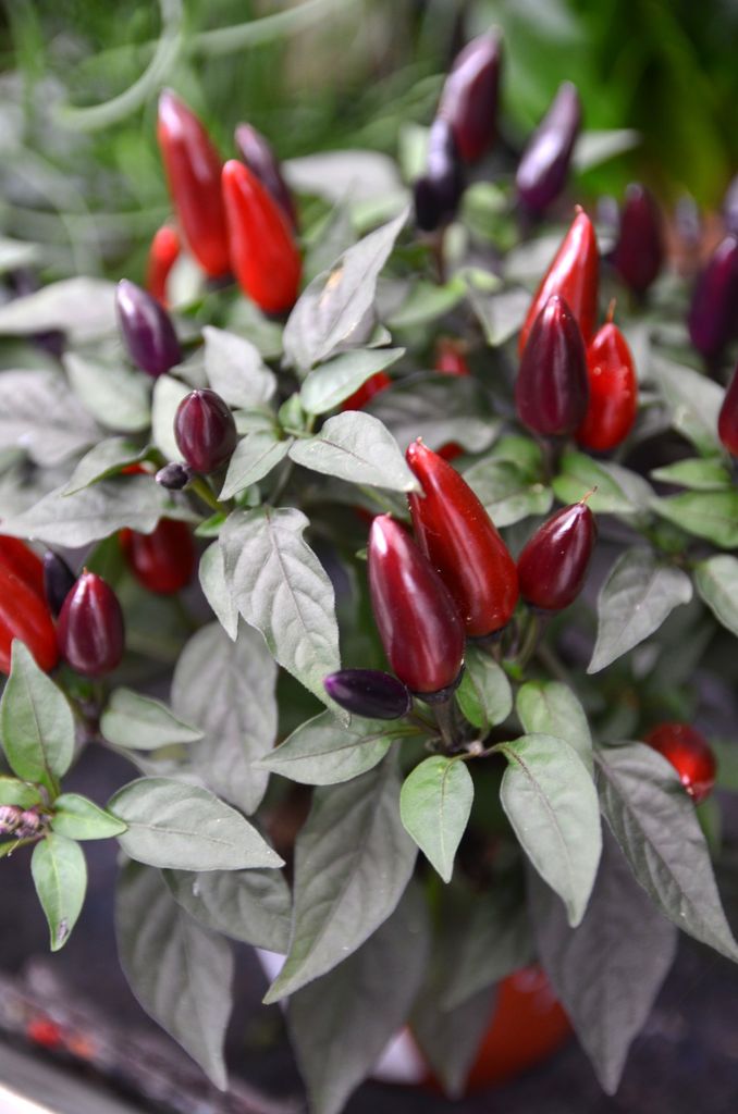 Hvilke blomster trives i hvilke vinduer? Når du innreder med blomster, bør du tenke på plasseringen av blomstene. Her er de som elsker og tåler mest sol.