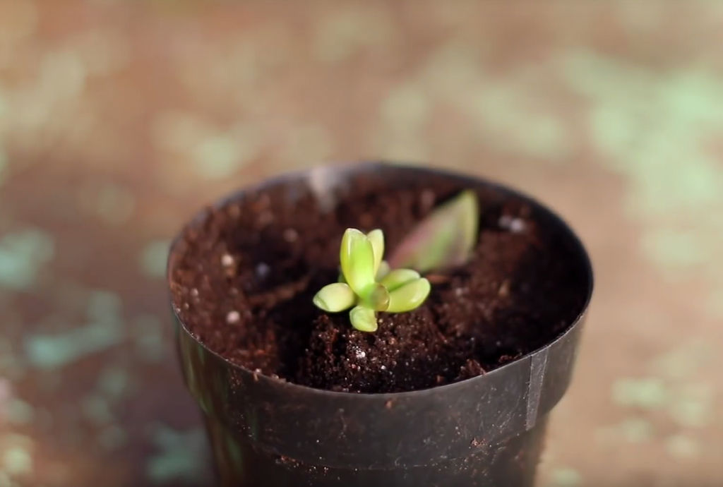 7. Plant baby-sukkulenten i potte. Det gamle bladet kan du fjerne - eller du kan la det være på til det faller av av seg selv.