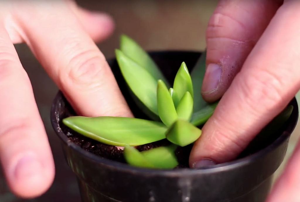 Toppen du har klippet av sukkulenten din, kan fint plantes i ny potte.