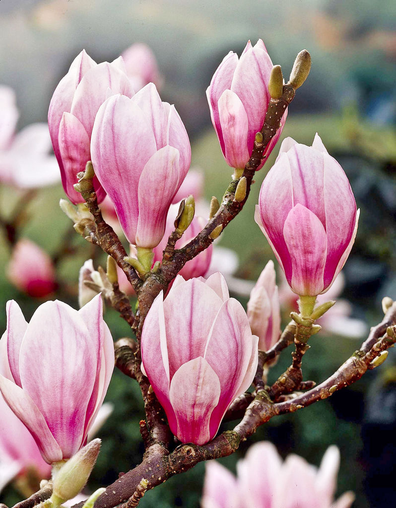 Praktmagnolia - Magnolia x soulangeana