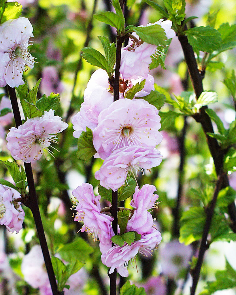 Rosemandel - Prunus triloba.
