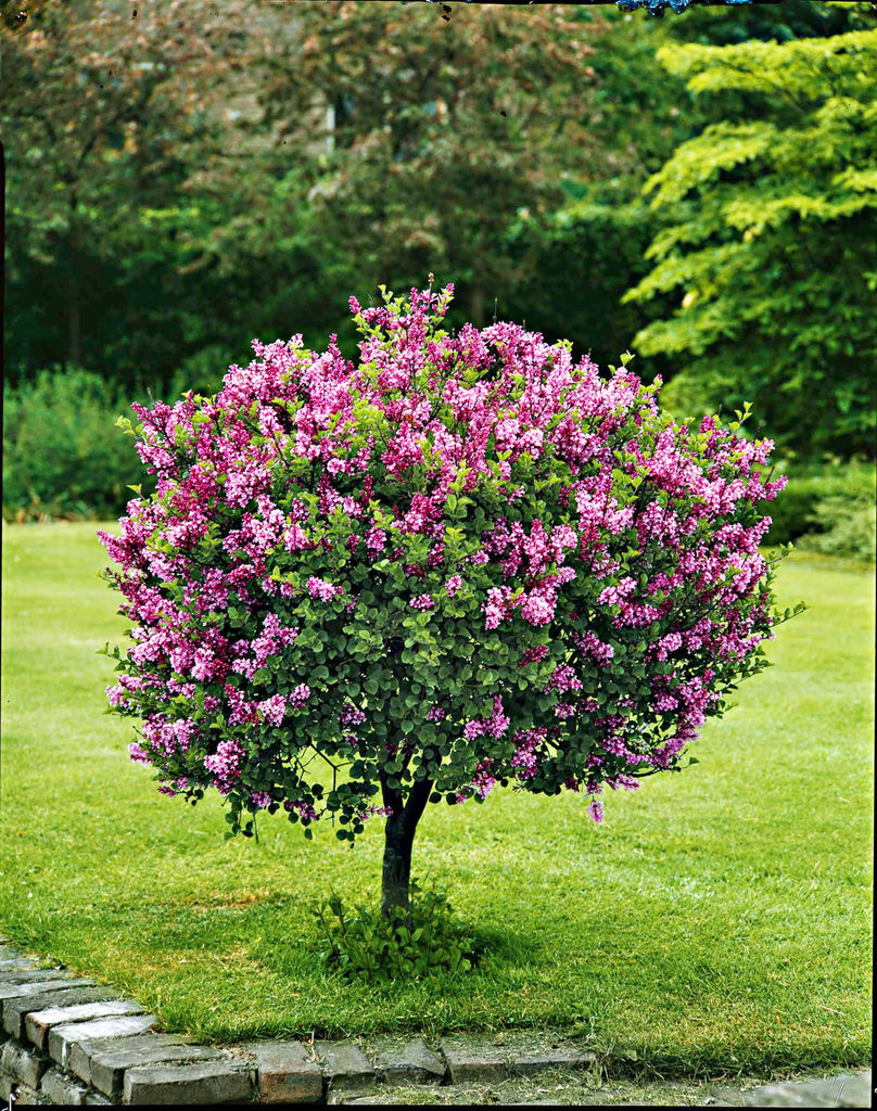 Dvergsyrin - Syringa meyeri 'Palibin'