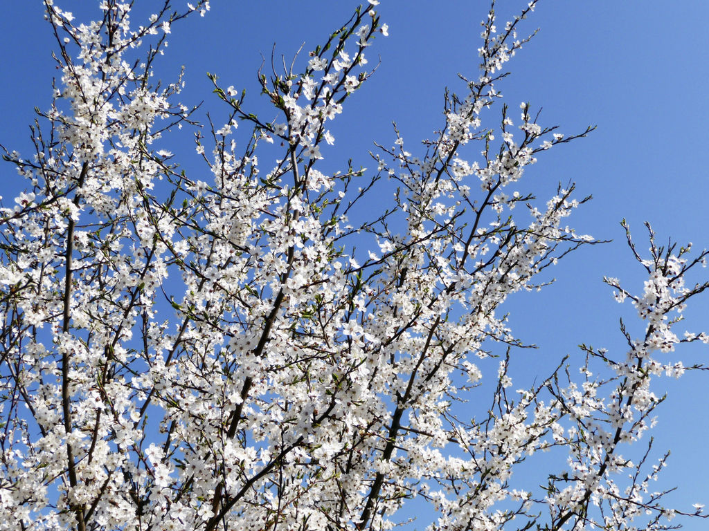Blodplomme - Prunus cerasifera.
