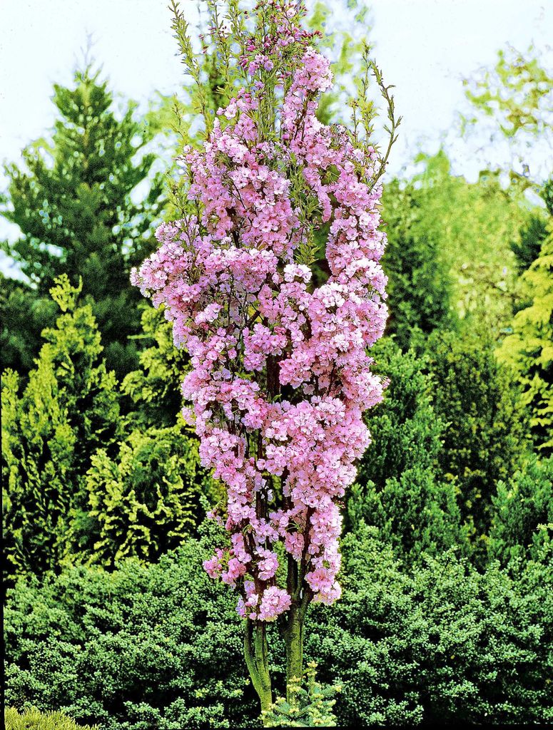 Søylejapankirsebær - Prunus serrulata 'Amanogawa'.