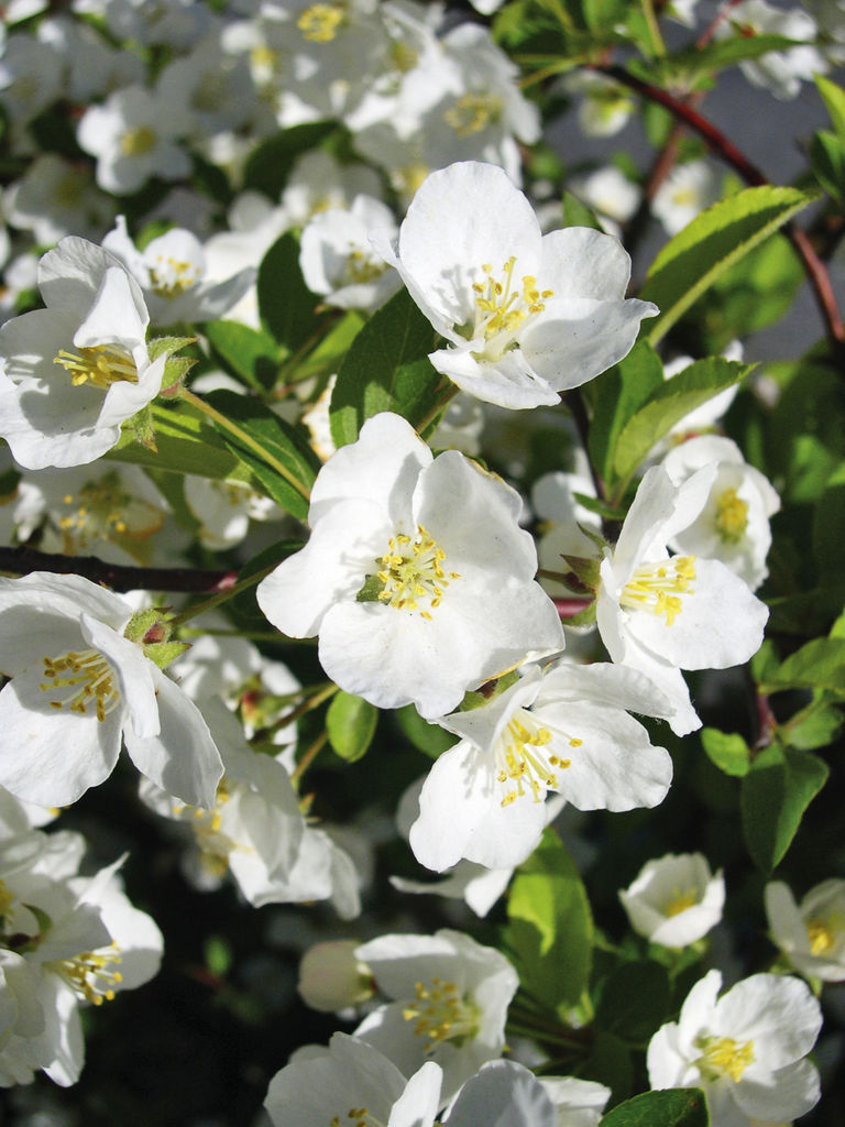 Prydeple - Malus dogo.