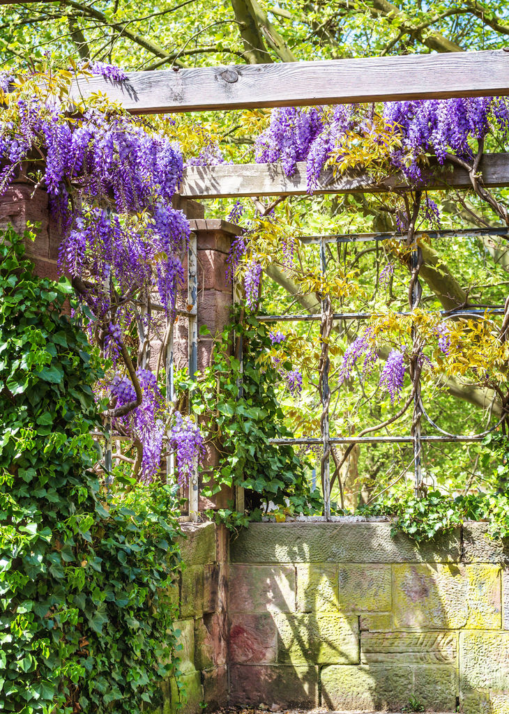 Bruk vegger, hjørner eller sett opp espaljer der du kan plante dekorative klatreplanter. Som denne vakre blåregnen for eksempel. Foto: Colourbox