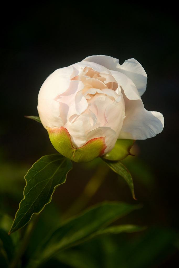 Closeup of unblown white peony (paeonia lactiflora) with green leaves