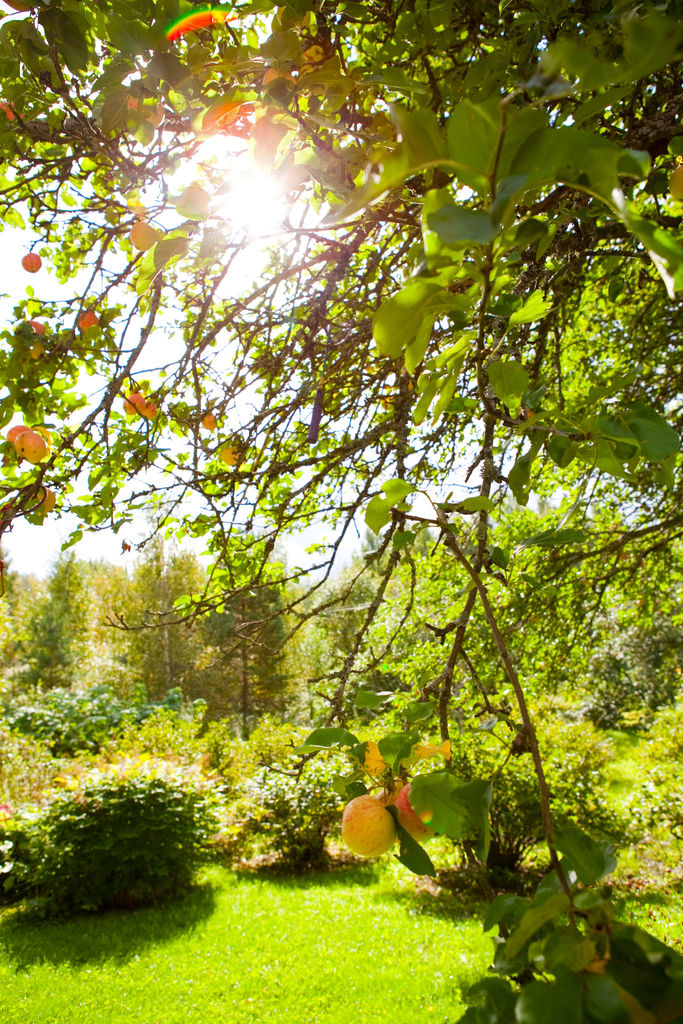 Gjødsle plenen nå for å få en fin plen uten mose. Men bør du kalke også i tillegg til å gjødsle plenen? Ti vårtips som gjør plenen din fin hele sommeren.
