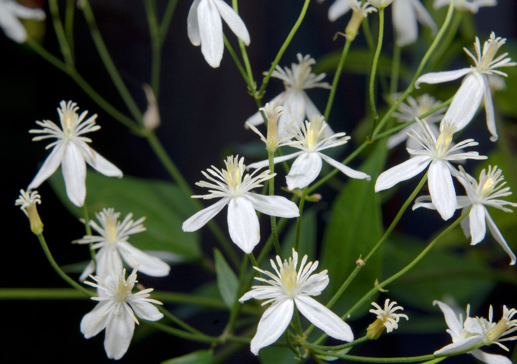 Clematis 'Summer Snow'. Foto: Colourbox