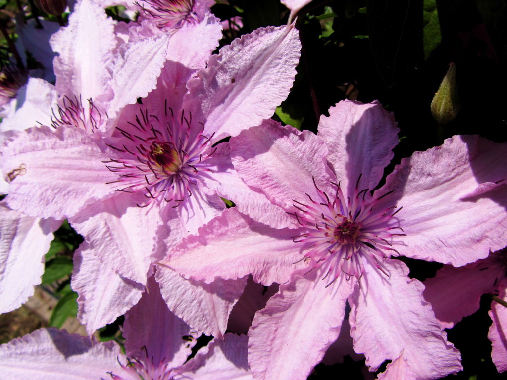 Clematis Hagley Hybrid. Foto: Wiki Creative Commons