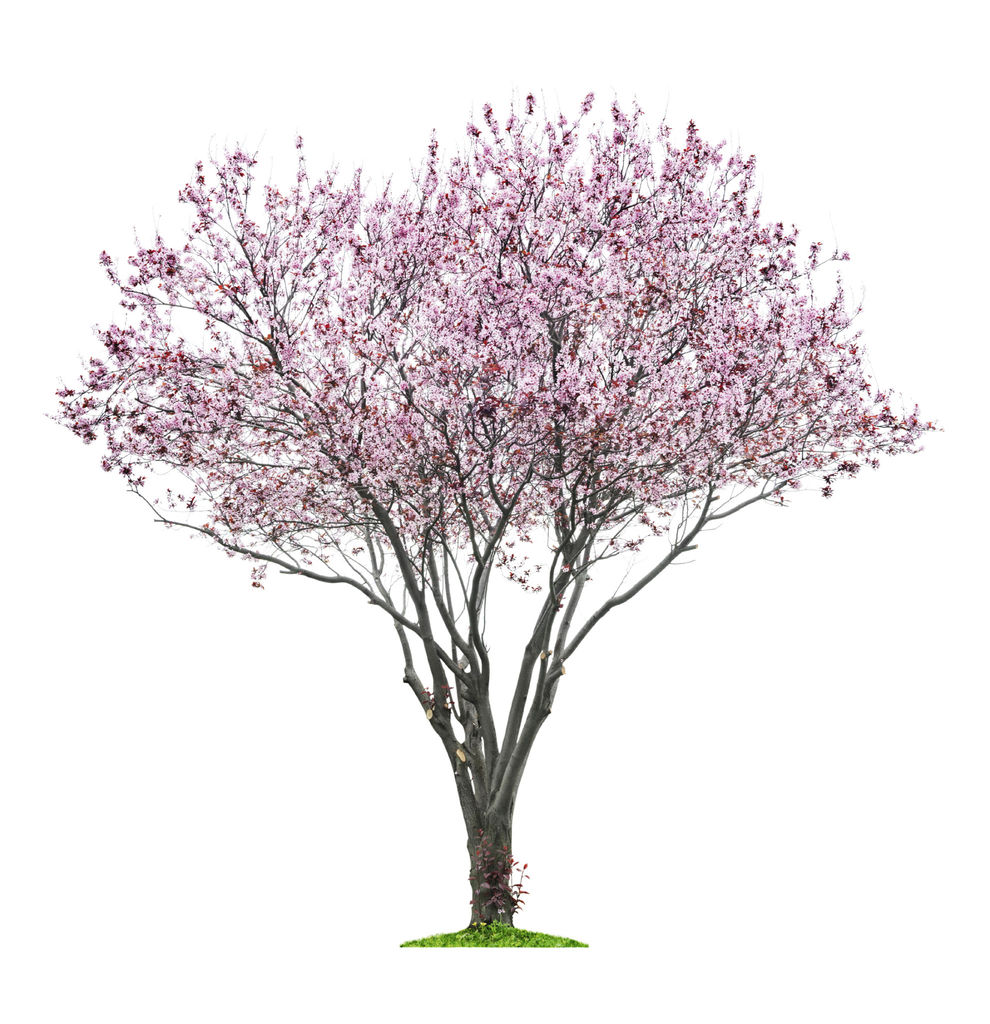 Japansk kirsebærtre - Prunus serrulata.