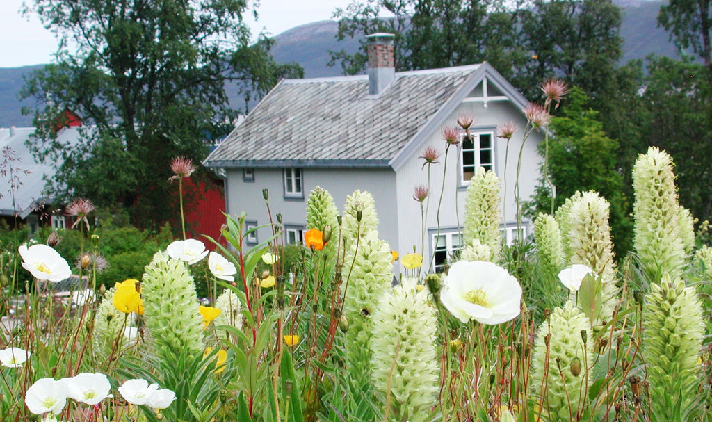 Tromsø arktisk-alpine botaniske hage.