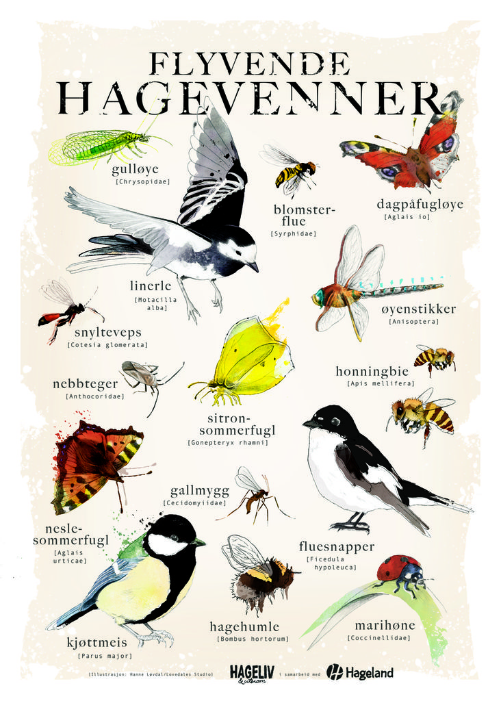 Plakatgave til alle som har kjøpt Hageliv & Uterom nr. 2/2016.
Illustrasjon: Hanne Mangset Løvdal