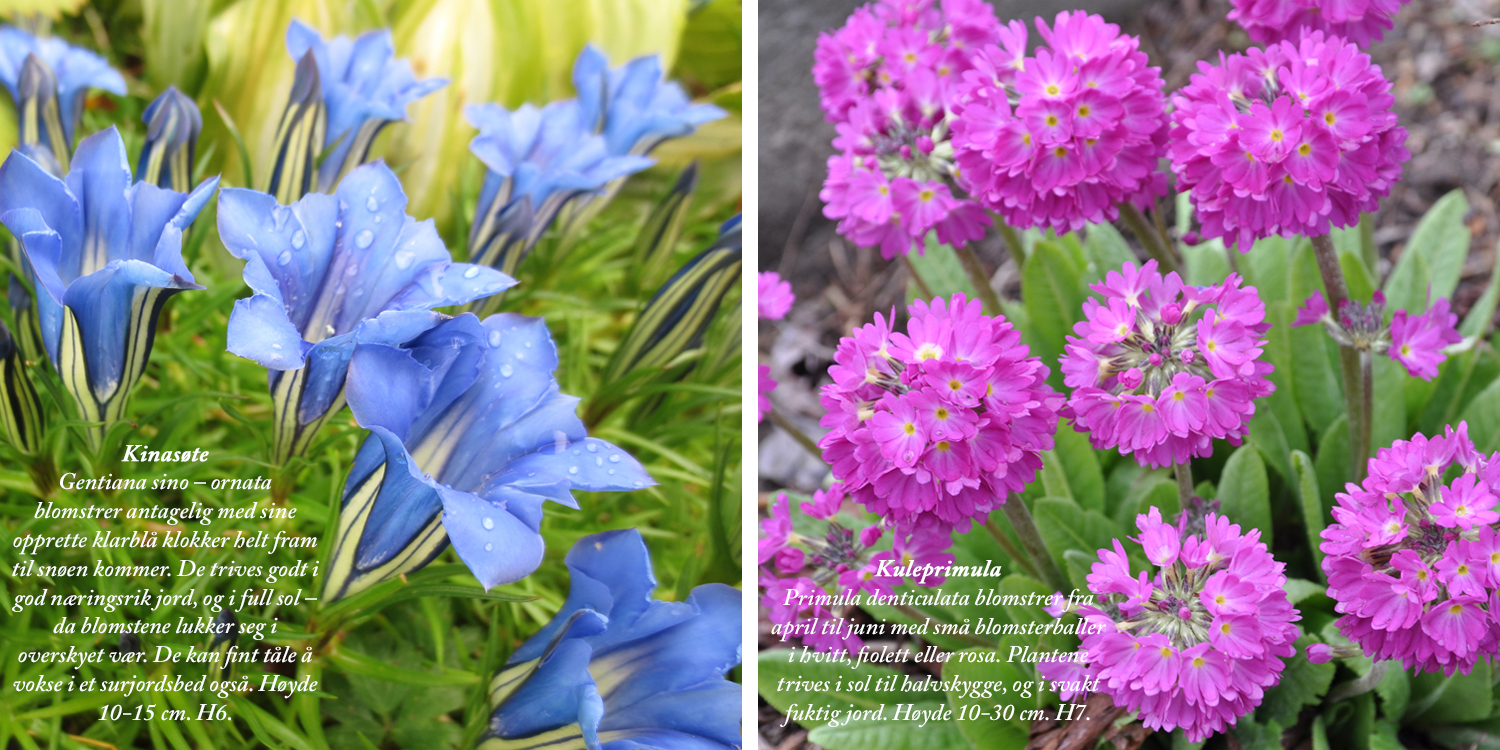 Blomster11