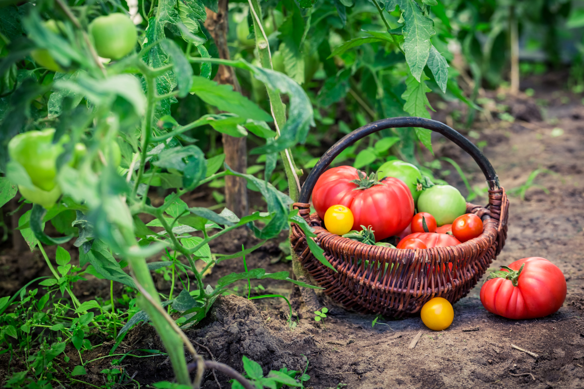 Healthy tomatoes on ground
