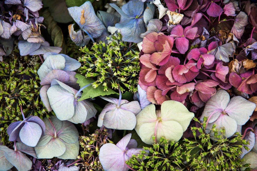 Å tørke blomster er en enkel og vakker måte å bevare sommeren på.