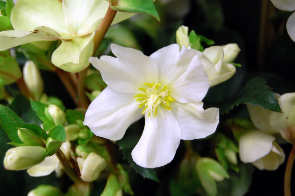 julerose_helleborus_niger-(2)
